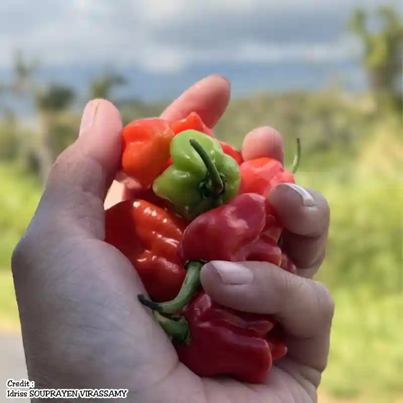 Piment cabri scoville